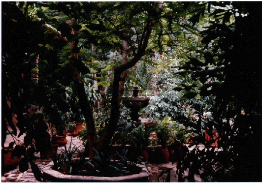 Garden
